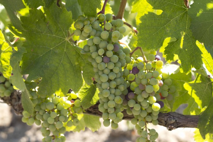 注定要被酿造成为马赛多葡萄酒的梅洛葡萄 (Merlot grapes destined to become Masseto wine)