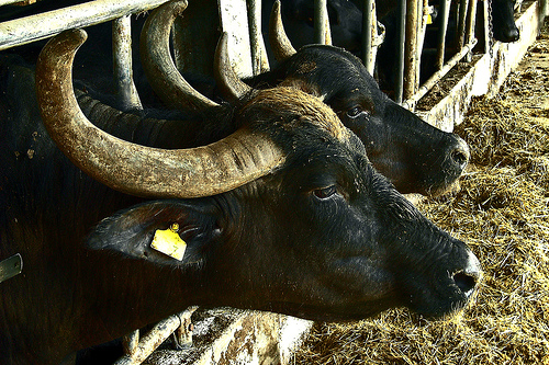 牛奶用来制作马苏里拉奶酪的黑水牛