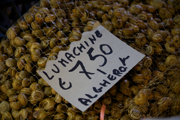 Lumachine （蜗牛）