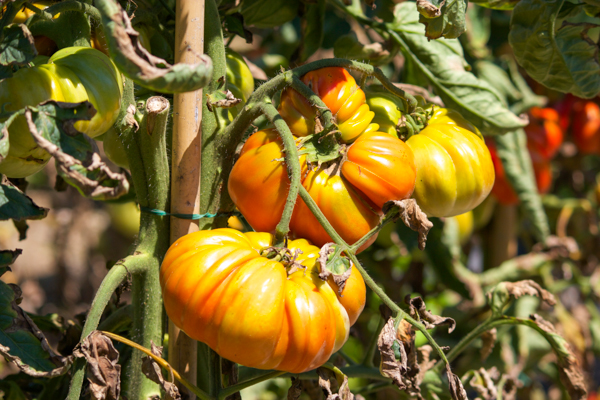 TRATTORIA VISCONTI种植的番茄