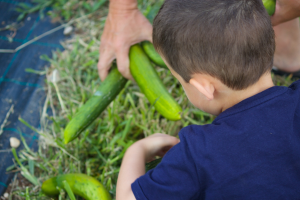 我的儿子在苏法利诺的农田里摘黄瓜