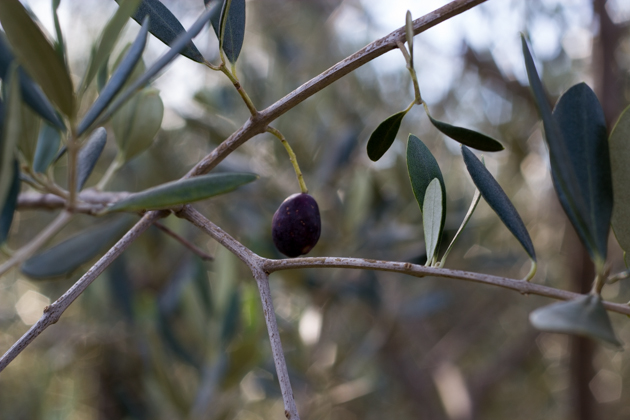 olive picking -0106