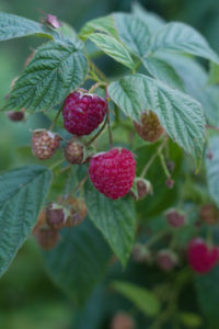 raspberries-lombardia