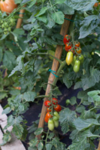 tomatoes pendulum- lombardia