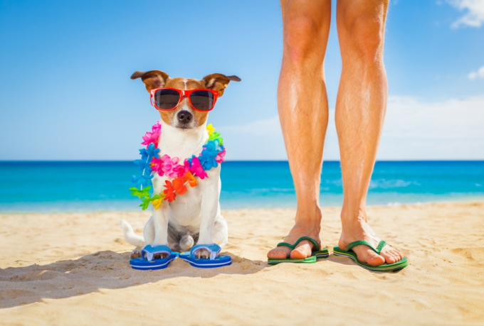 summertime dog on the beach