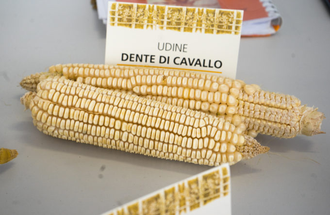 DENTE DI CAVALLO：一种叫做“马齿”的弗留利白玉米品种