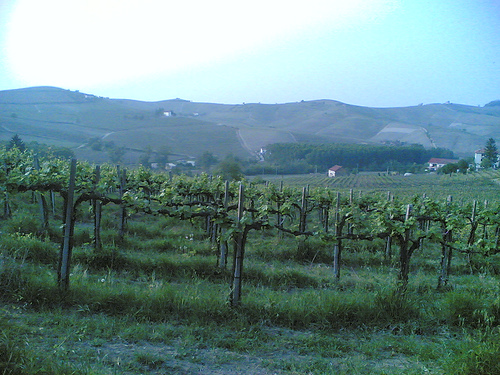 Langhe in Piedmont