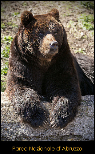棕熊 在 Parco Nazionale d'Abruzzo by Fspugna