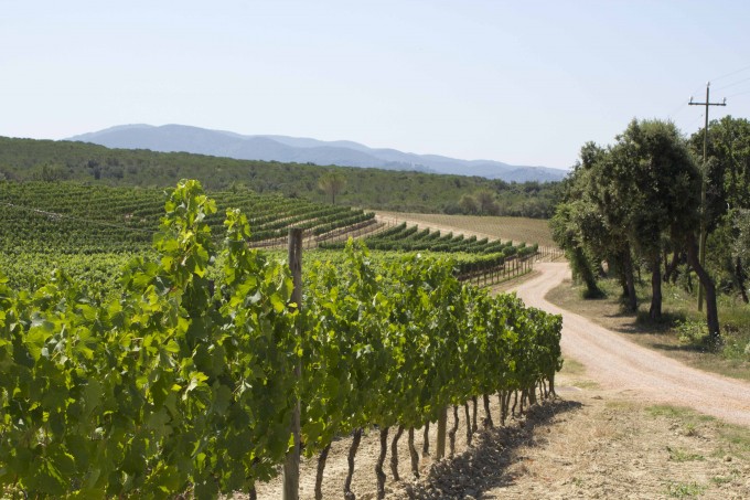 马赛多葡萄园 (Masseto vineyard)