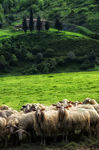 羊群，Carlo Tardani拍摄
