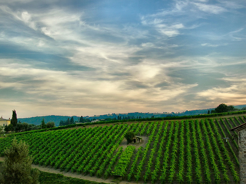 Montepulciano的葡萄园，Giampaolo Macorig拍摄