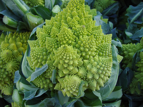Broccoli Romanesco，Howard Walfish拍摄