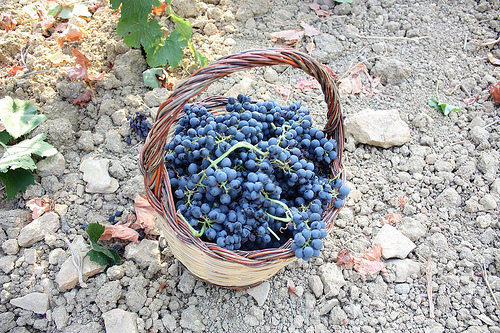 西西里岛的葡萄丰收，Fabio Ingrosso拍摄