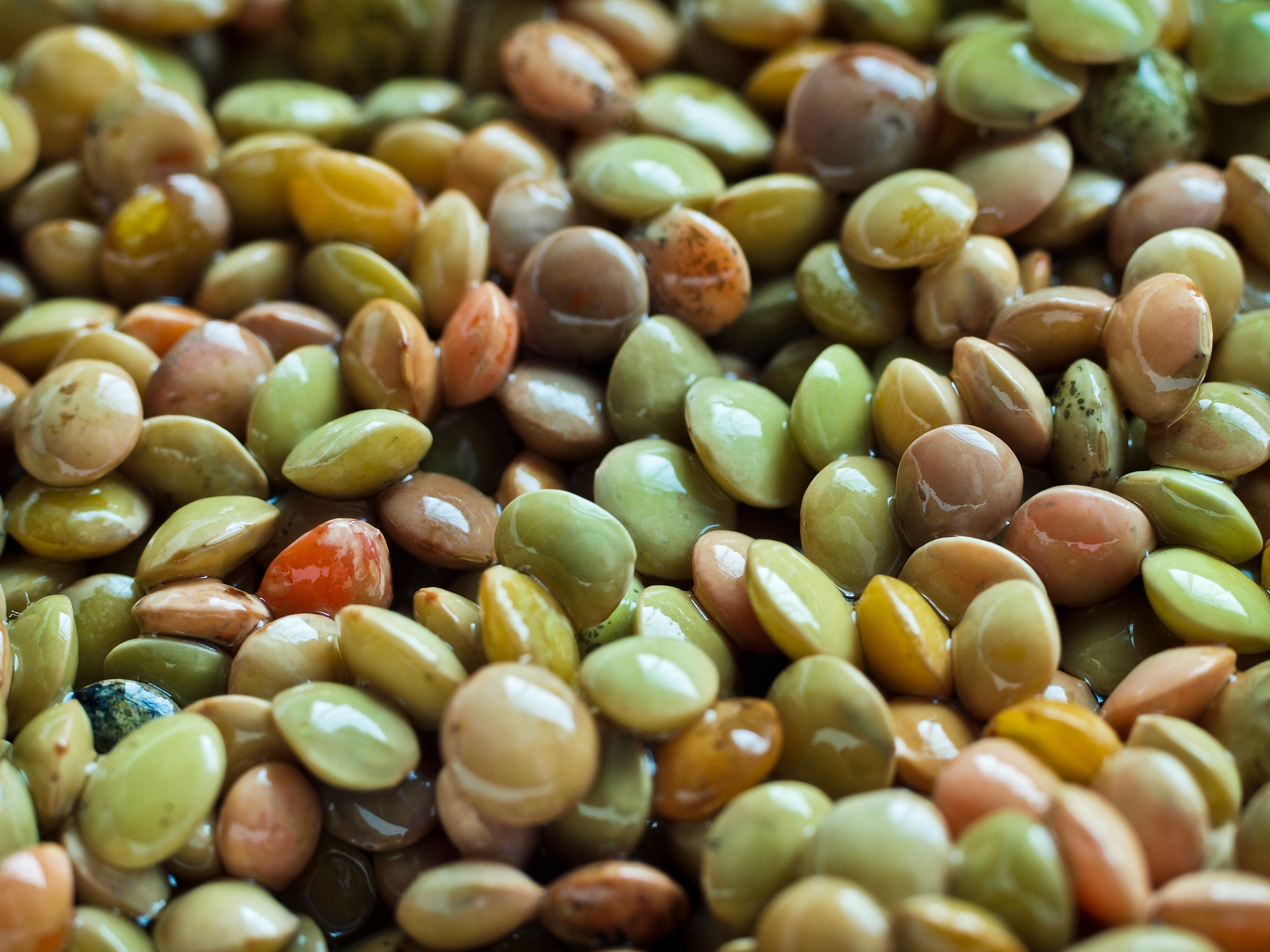 一些发芽的绿扁豆种子高清摄影大图-千库网