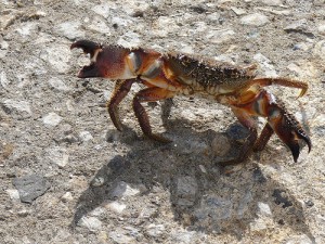 黄色食草蟹，Narice28拍摄