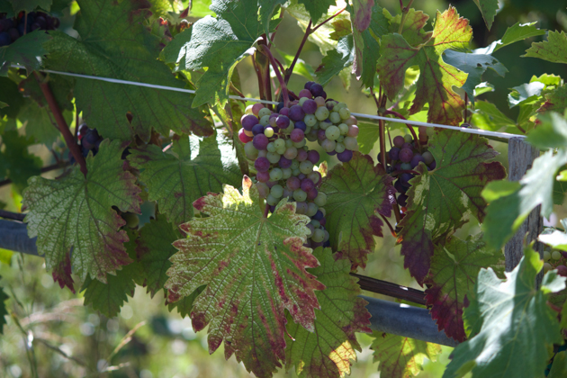 酿造红葡萄酒的葡萄园