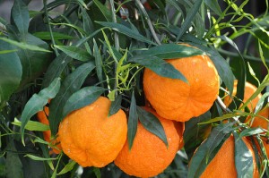 酸橙，Douneika拍摄