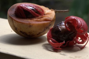 肉豆蔻干皮（红色的覆盖层和肉豆蔻（干皮内部的坚果），Jim Stahl拍摄