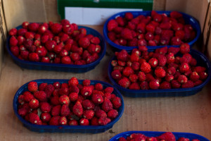 欧洲野草莓European wild strawberry/ Alpine strawberry (Fragolina / Fragola di bosco / Fragola selvatica) (Fragaria vesca)